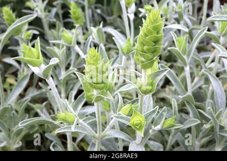 Sideritis syriaca Ironwort – vortici a più livelli di foglie verdi grigie e verdi luminose, fiori in erba, maggio, Inghilterra, Regno Unito Foto Stock