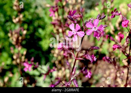 Silene atropurpurea Lychnis viscaria atropurpurea rosso catchfly appiccicoso – fiori rosa intenso a forma di stella emergono dalle calici viola su steli viola, maggio Foto Stock