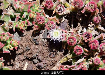 Impianto comune di ghiaccio, impianto di ghiaccio cristallino, Eiskraut, Eisblume, Kristall-Mittagsblume, Mesembrianthemum crystallinum, jeges kristályvirág, Madera Foto Stock