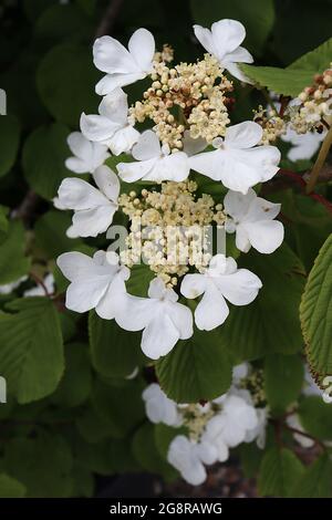 Viburnum plicatum ‘Mariesii’ palla di neve giapponese – teste di fiori simili ad idrangea con fiori bianchi a lacici e minuscoli grappoli di fiori beige antere gialle Foto Stock