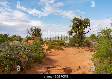 Paesaggio desertico in avvicinamento al punto di osservazione. Zion National Park, Utah, Illinois Foto Stock