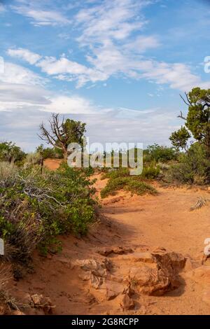 Paesaggio desertico in avvicinamento al punto di osservazione. Zion National Park, Utah, Illinois Foto Stock