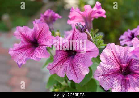 Fiori di petunia rosa nel giardino, primo piano Foto Stock