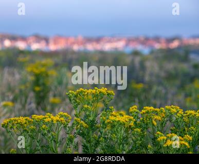 Città balneare di Wells-next-the-Sea, Norfolk del Nord Regno Unito all'orizzonte, fotografata al tramonto dal sentiero costiero con fiori selvatici ragwart gialli di fronte. Foto Stock