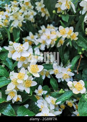 Fuoco selettivo dei fiori inglesi del dogwood di Mockorange Foto Stock