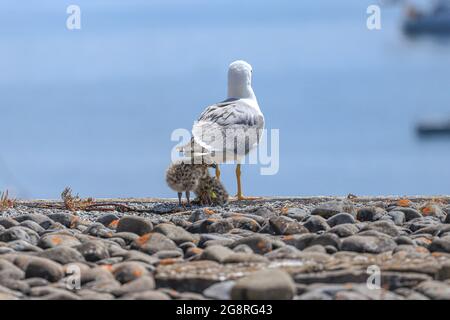 Madre Seagull con due bambini Foto Stock