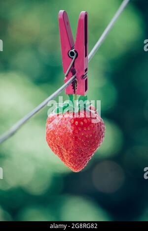 fragole mature su clothespins. crudo cibo Foto Stock