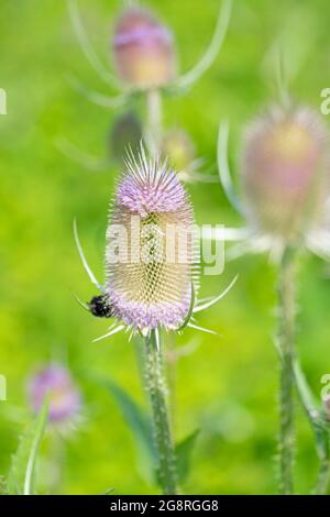Teasel selvatico in fiore da vicino Foto Stock