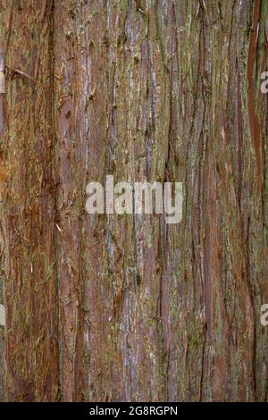 Corteccia del cedro giapponese (Cryptomeria japonica) Foto Stock