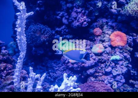 Anemoni marini, coralli e pesci al Long Beach Aquarium Foto Stock