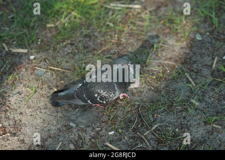 Un uccello che sta in piedi nell'erba Foto Stock