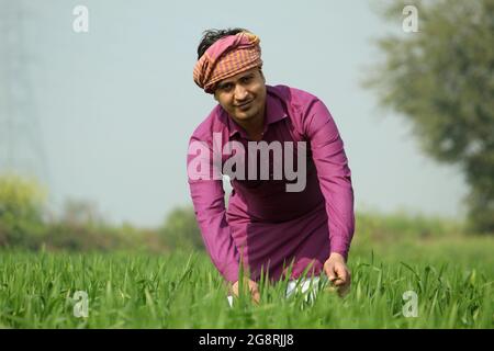 coltivatore indiano che controlla raccolto di grano verde a campo Foto Stock
