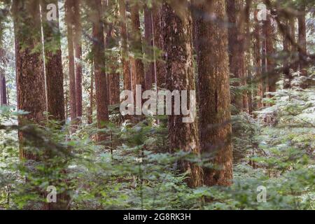 La splendida e misteriosa foresta pluviale olimpica, nell'area delle sorgenti termali di Sol Duc del Parco Nazionale Olimpico Foto Stock