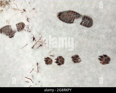 Tracce di uomo e animale nella neve. Il concetto di protezione ambientale. Giornata dell'ecologia. L'uomo è il protettore degli animali. Foto Stock