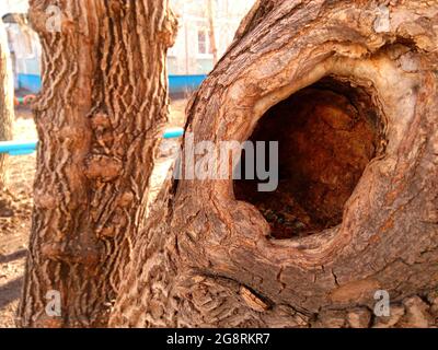 Albero con un profondo cavo. Urlo silenzioso della natura. La natura richiede aiuto. Il concetto di protezione ambientale. Foto Stock