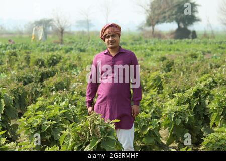 preoccupatevi di meno, agricoltore indiano in piedi piegato a mano nel suo campo di grano sano e sboccando Foto Stock