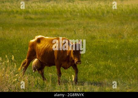 La mucca dai capelli rossi ritorna con la mammella piena dal pascolo attraverso il campo verde. Foto Stock