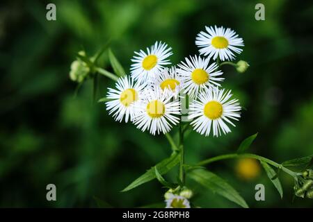 Closeup di Erigeron annuus, annuale fleabane o Erigeron annuus o Daisy fleabane o orientale Daisy fleabane erbaceous con verde scuro unsharp Foto Stock