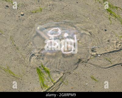 Meduse gettato dal surf sulla spiaggia sabbiosa. Vacanze in famiglia insieme al mare e resort oceanici. Foto Stock