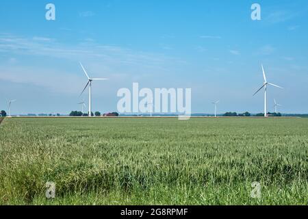 Flevo polder, paesi bassi, 28 giugno 2021, paesaggio tipico olandese con campo di grano, terreni agricoli, fattorie e mulini a vento o turbine a vento nel Foto Stock