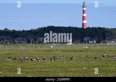 Tipico paesaggio olandese con faro di Hollum, fattoria Amelanda, terreno agricolo con oche poco affilate in primo piano. Gli agricoltori olandesi ne soffrono Foto Stock