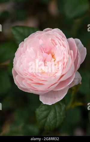 Primo piano di una bella rosa pallido chiamata Rosa Queen of Sweden fiorente nel Regno Unito. Una rosa David Austin fiorisce. Foto Stock