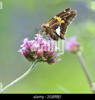 Splendido skipper argentato su una fioritura vervana a cielo storto. Foto Stock