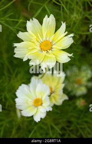 Primo piano di Cosmos bipinnatus Xanthos un bel giardino giallo pallido annuale fioritura durante l'estate nel Regno Unito Foto Stock