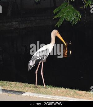 Le cicogne sono uccelli vampolieri a collo lungo, grandi, con lunghe e lunghe bollette. Appartengono alla famiglia Ciconiidae, e costituiscono l'ordine Ciconiiformi. I Ciconiformes includevano in precedenza un certo numero di altre famiglie, come gli aironi e gli stibes, ma quelle famiglie sono state trasferite ad altri ordini. Colombo, Sri Lanka. Foto Stock