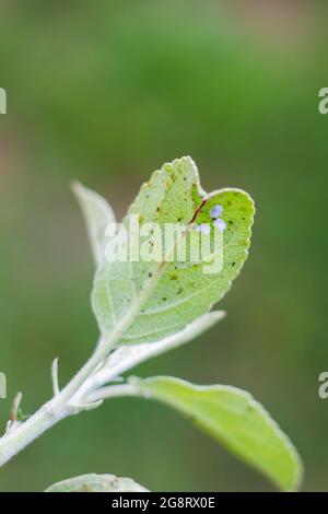 Mealybug e afidi su una foglia verde di un albero da frutto nel giardino. Controllo di peste e cura di pianta. Foto Stock