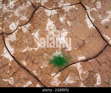 D188 Playa Detail, Amargosa River, Saratoga Springs, Death Valley National Park, California Foto Stock