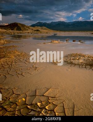 Amargosa River, Saratoga Springs, Avawatz montagne, Parco Nazionale della Valle della Morte, California Foto Stock