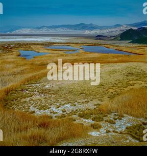 Saratoga Springs, Death Valley National Park, California Foto Stock