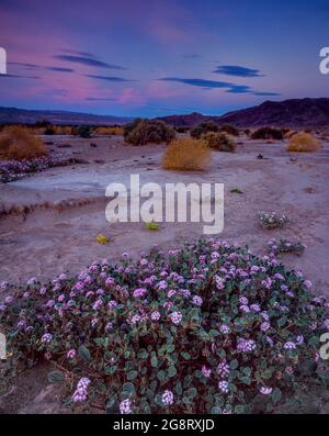 Sabbia Verbena, Abronia villosa, Death Valley National Park, California Foto Stock