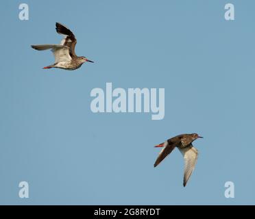 Comune Redshank, Tringa totanus, due uccelli in volo contro il cielo blu, Hampshire, luglio 2021 Foto Stock