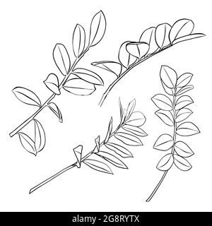 Contorni di foglie di zamioculcas. Clipart isolate dal vettore. Design botanico bianco e nero minimalista. Illustrazione Vettoriale