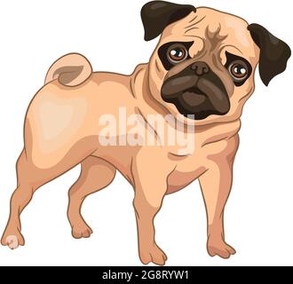 Cane realistico Pug razza sfondo bianco - illustrazione vettoriale Illustrazione Vettoriale