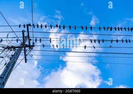 I piccioni Power-line sono in voga, sulle linee elettriche preferite intorno al Powerpole. Foto Stock