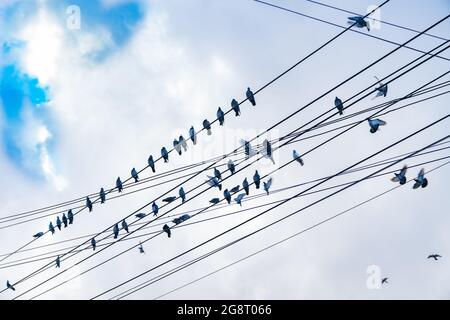 I piccioni Power-line che girano in volo e arrivano sulle linee elettriche preferite Foto Stock