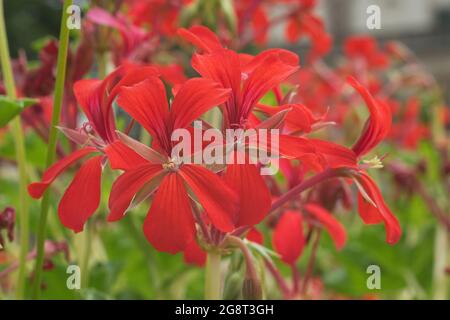 Geranio rosso d'edera in fiore Pelargonium peltatum in un giardino. Noto anche come pelargonio lievitato d'edera o geranio a cascata. Foto Stock