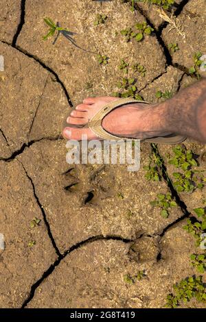 Confronto delle stampe Wolf Foto Stock