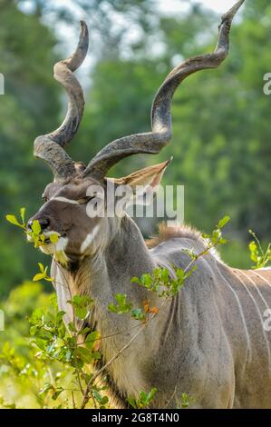 Maestoso toro Kudu con corna grandi in un parco nazionale e riserva il Sud Africa durante un safari Foto Stock