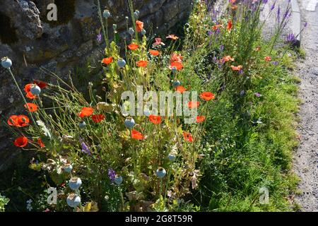 I fiori selvatici che crescono sul bordo della strada, soprattutto a sinistra per incoraggiare gli impollinatori tra cui api e altri insetti Foto Stock