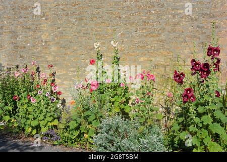 I hollyhocks nel letto di fiore che fiorisce contro un muro di pietra, conosciuto anche come Alcea Foto Stock