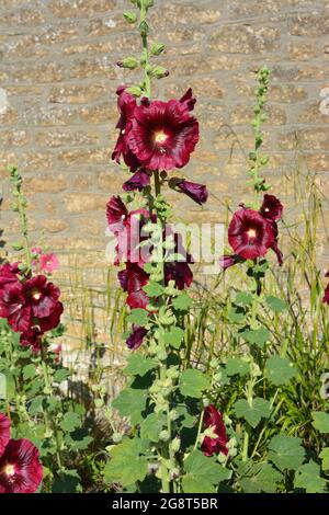 Hollyhock conosciuto anche come Alcea, in fiore contro un muro di pietra Foto Stock