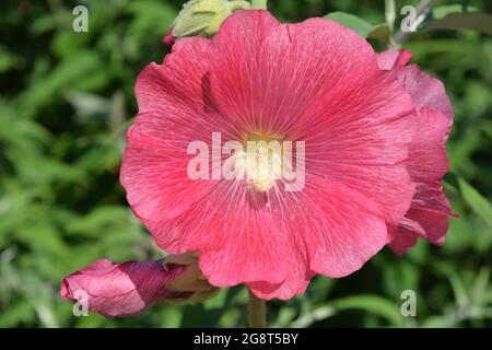 Fiore di Hollyhock rosa, primo piano con polline Foto Stock