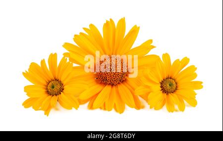 Calendula fiori isolati su sfondo bianco. Fiore di Marigold. Piante medicinali a base di erbe. Foto Stock