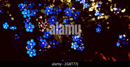 un mazzo di piccoli fiori blu Foto Stock