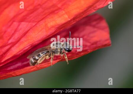 Ape comune del solco, ape del solco (Lasioglossum cf. Calceatum, Halictus cf. Calceatum), donna in visita a un fiore di papavero, Germania Foto Stock