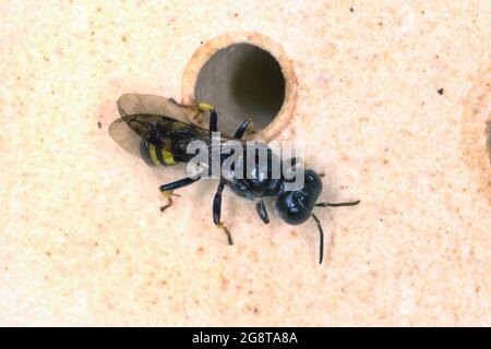 La vespa di digger (Crossocerus cfr quadrimaculatus), in un buco di un aiuto di nidificazione per le api selvatiche, Germania Foto Stock